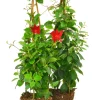Bägarranka lat. Mandevilla sanderi Pyramid 70cm