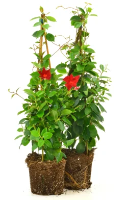 Bägarranka lat. Mandevilla sanderi Pyramid 70cm
