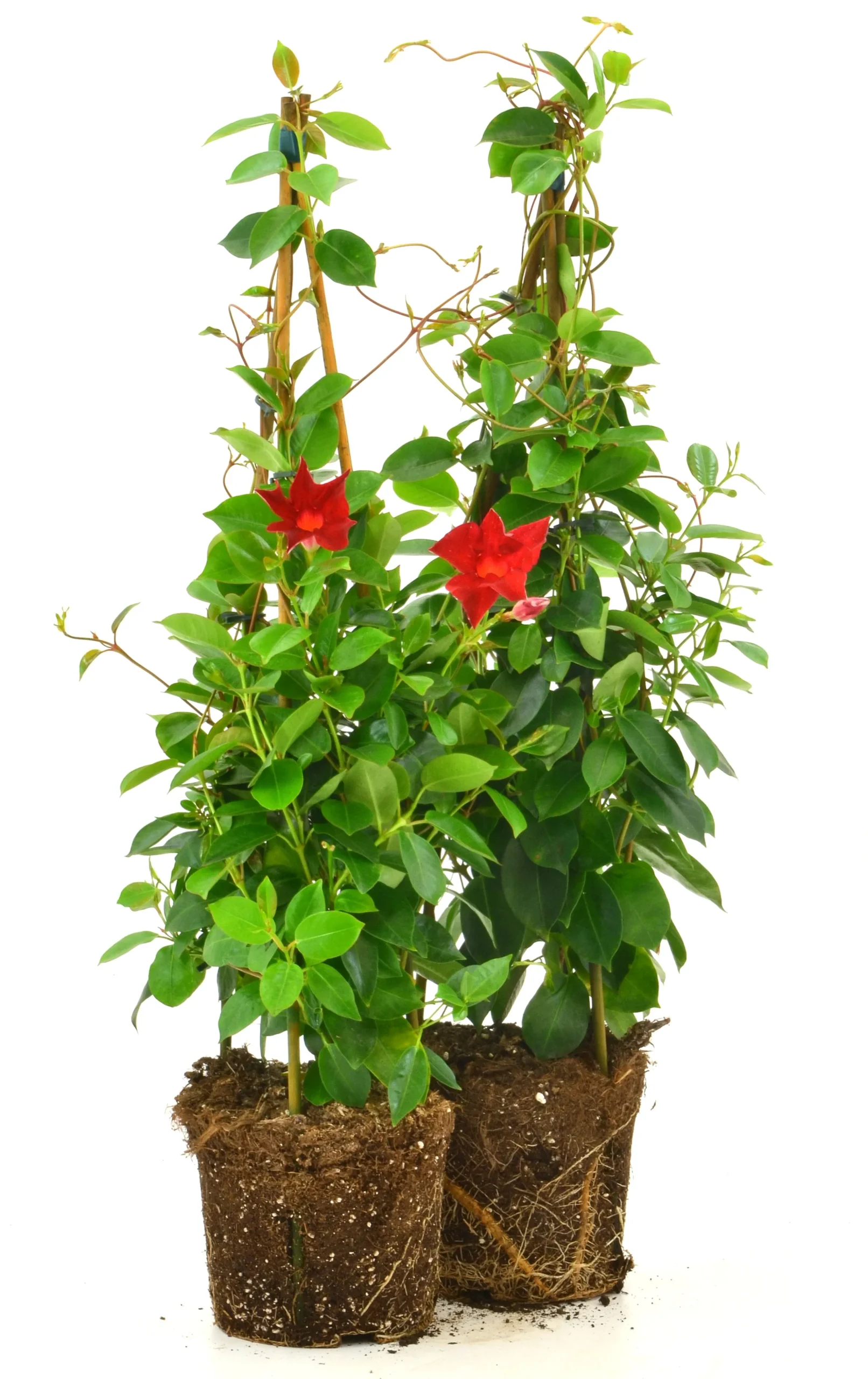 Bägarranka lat. Mandevilla sanderi Pyramid 70cm