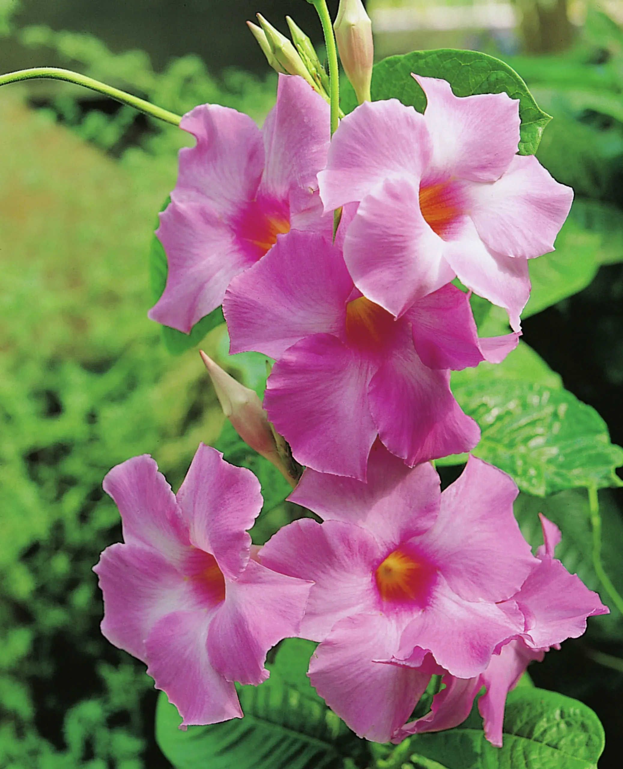Bägarranka lat. Mandevilla sanderi Pyramid 70cm
