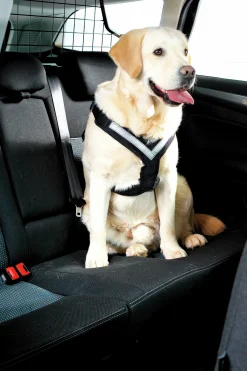Bilsele Hund MIMsafe Allsafe Svart