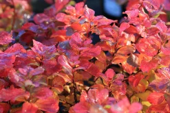Björkspirea Barrotad