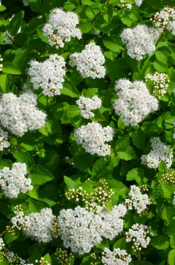 Björkspirea 'Tor' Certifierad Krukodlad