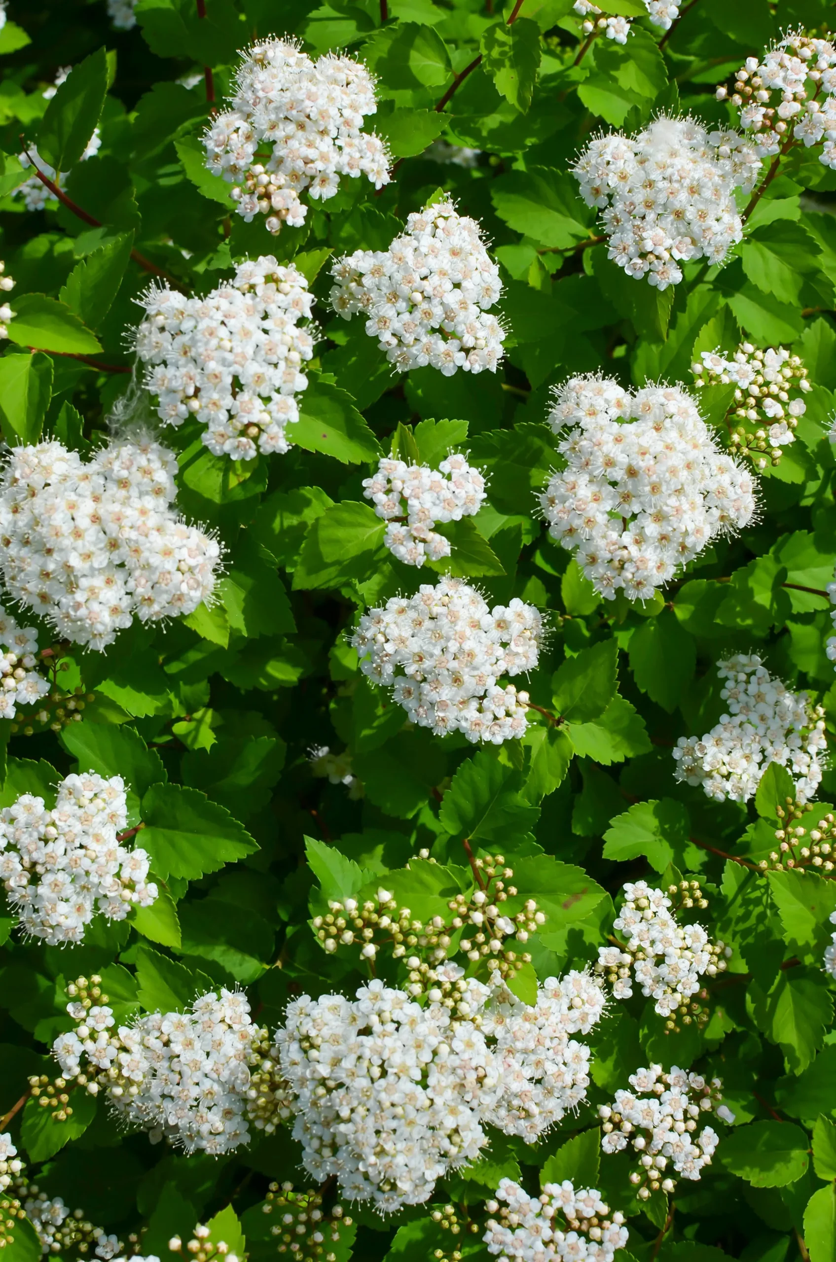 Björkspirea 'Tor' Certifierad Krukodlad
