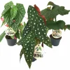 Bladbegonia Mix i 12cm kruka