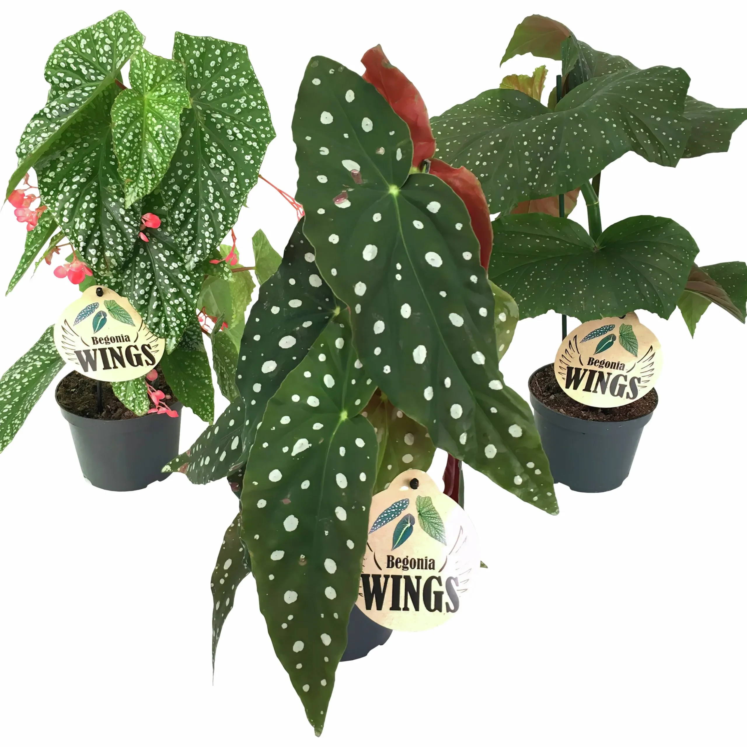 Bladbegonia Mix i 12cm kruka