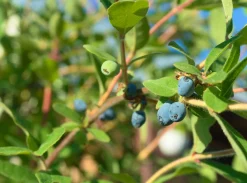 Blåbärstry 'Anja' Certifierad Krukodlad