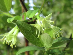 Blåbärstry 'Balalaika'