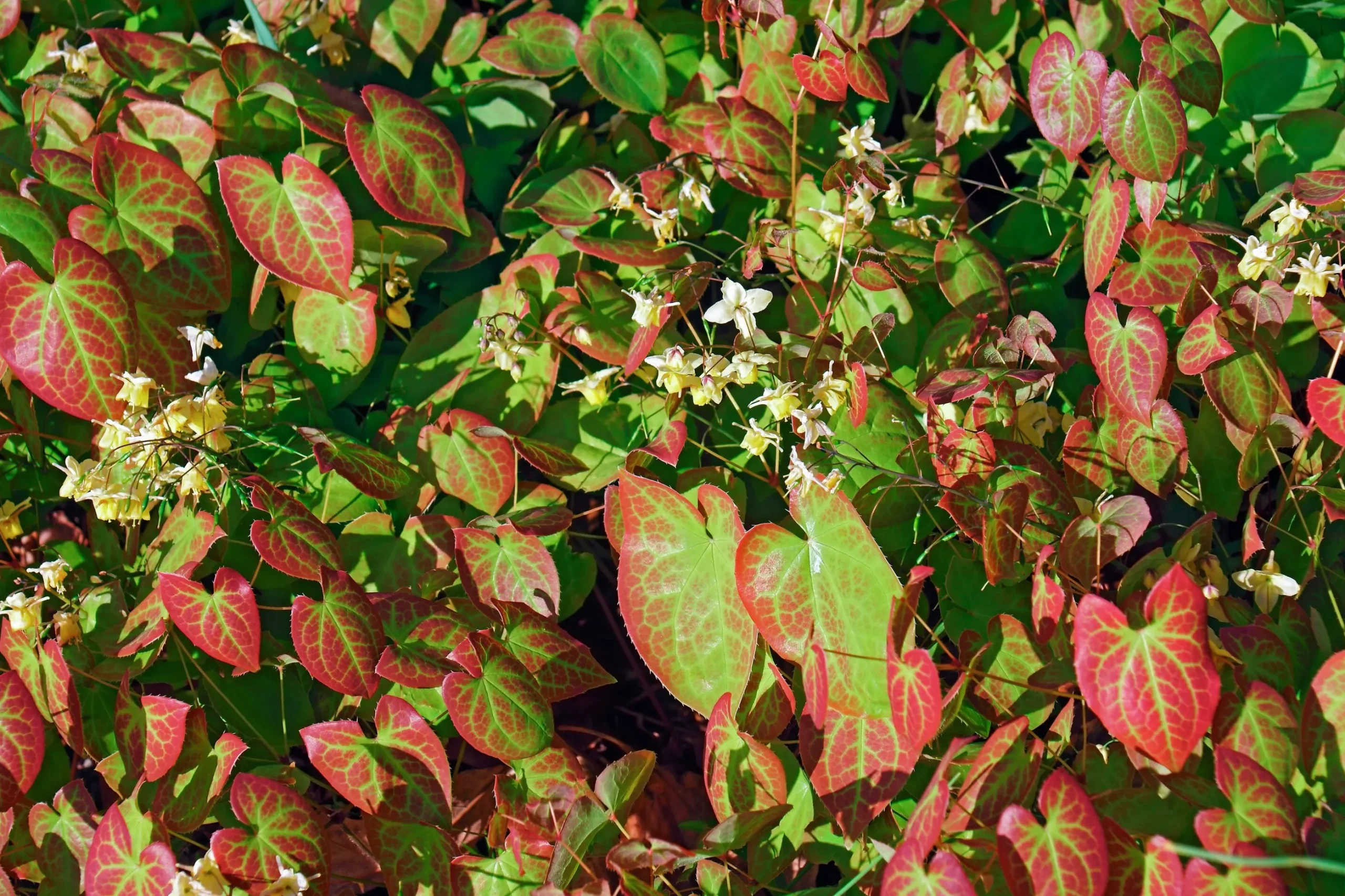 Blekgul sockblomma 'Sulphureum'