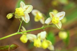 Blekgul sockblomma 'Sulphureum'