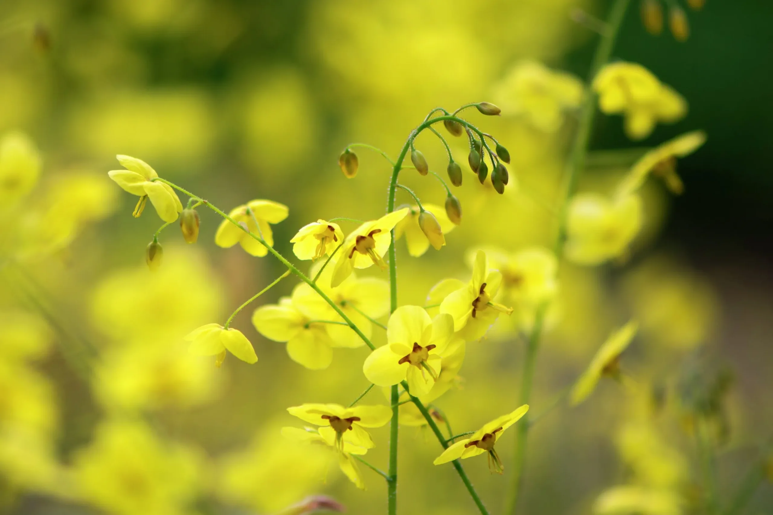 Blekgul sockblomma 'Sulphureum'