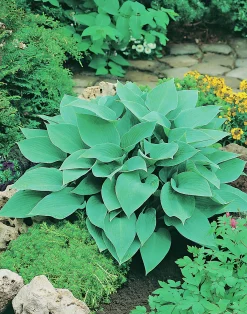 Blåfunkia 'Halcyon'