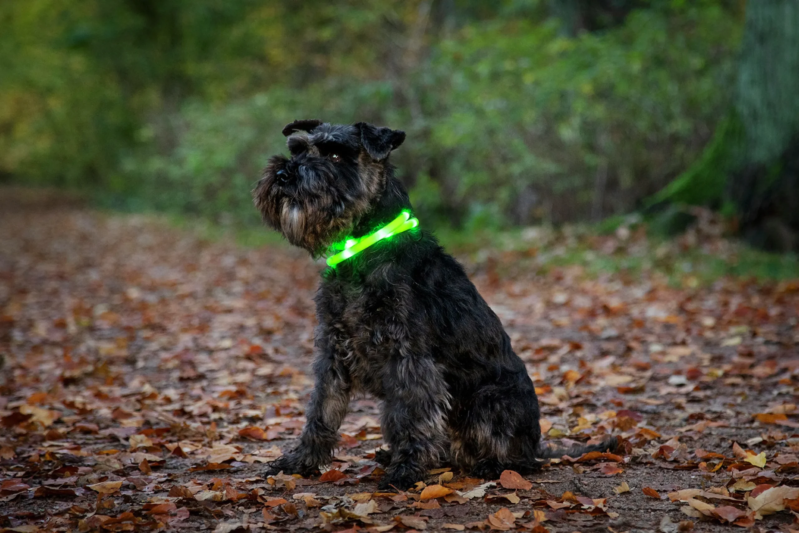 Blinkhalsband Dogman LED Blå Onesize 20-65cm