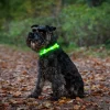 Blinkhalsband Dogman LED Rosa Onesize 20-65cm