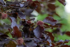 Blodbok 'Purpurea' Goliath Högstam Barrotad