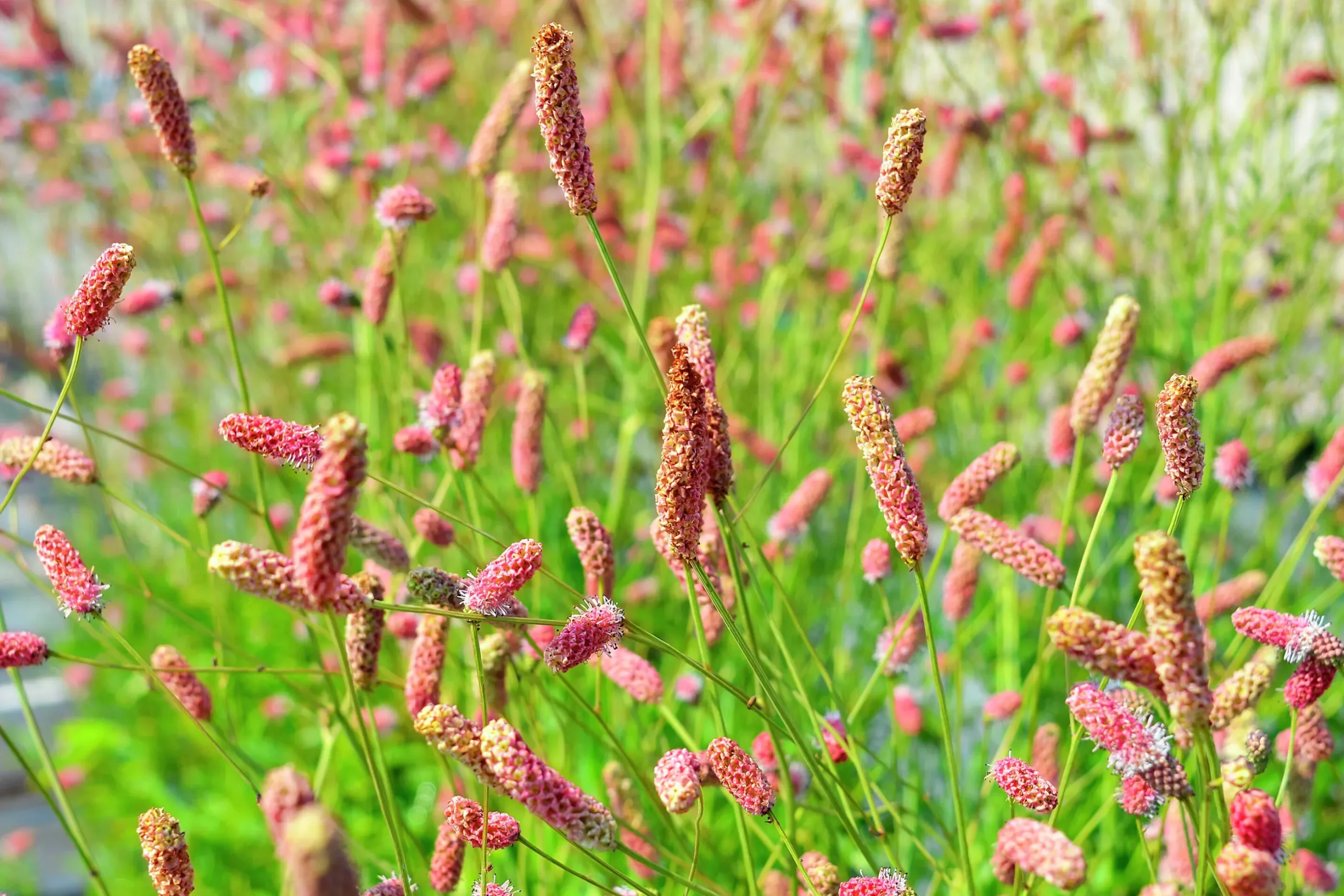Blodtopp 'Pink Tanna'
