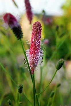 Blodtopp 'Pink Tanna'