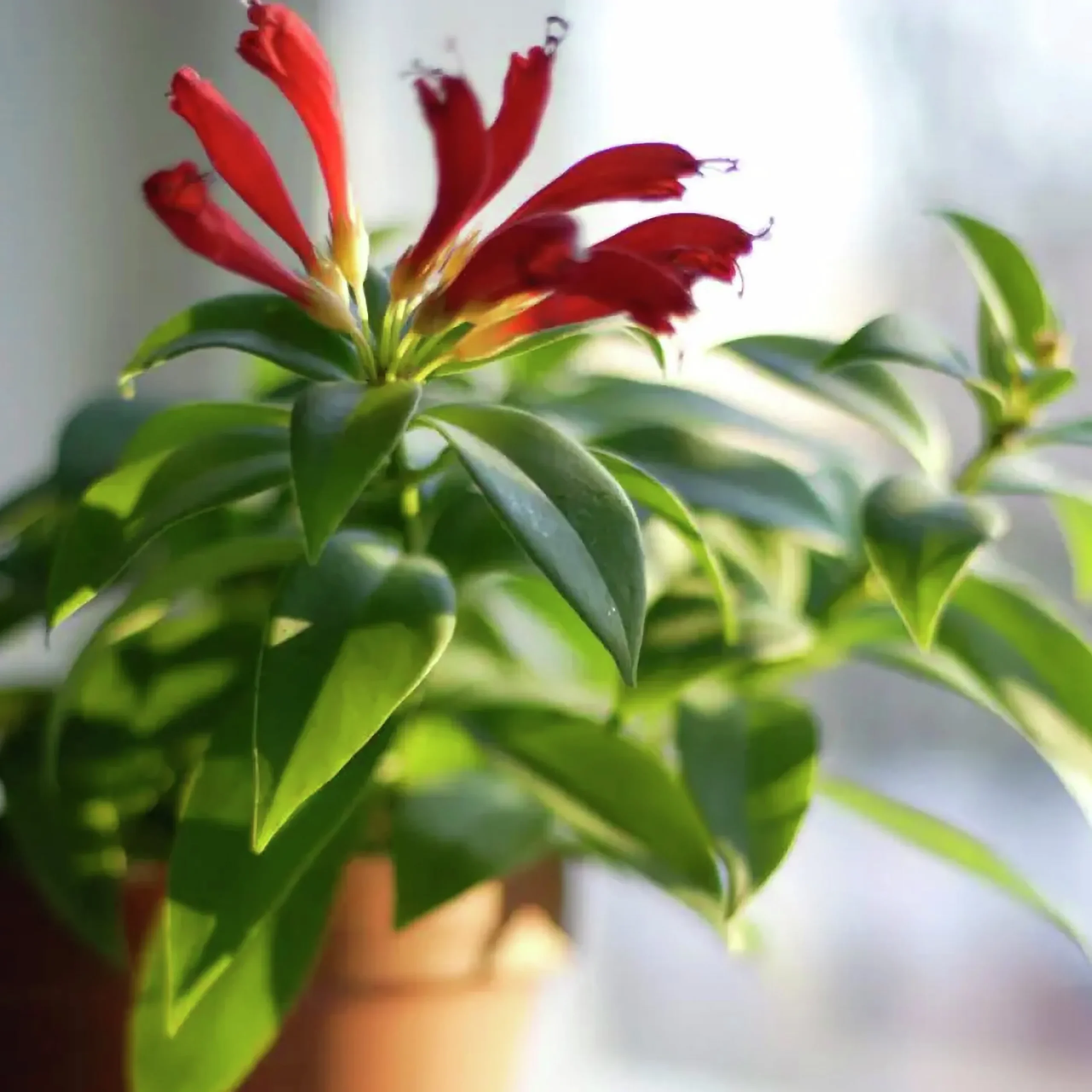 Blomjord Hasselfors 40L