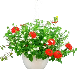 Blommande ampel Nyans 27cm