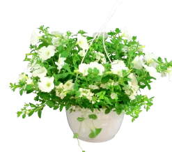 Blommande ampel Nyans 27cm