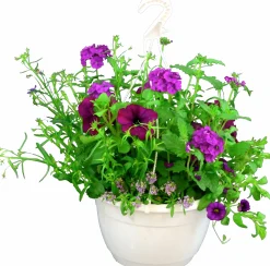 Blommande ampel Nyans 27cm