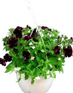 Blommande ampel Nyans 27cm