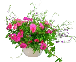 Blommande ampel Nyans 27cm
