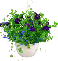 Blommande ampel Nyans 27cm