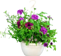 Blommande ampel Nyans 27cm