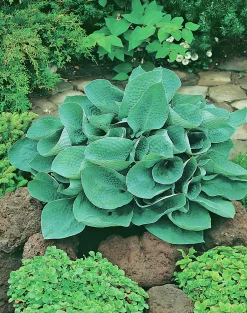 Blomsterfunkia 'Big Daddy'