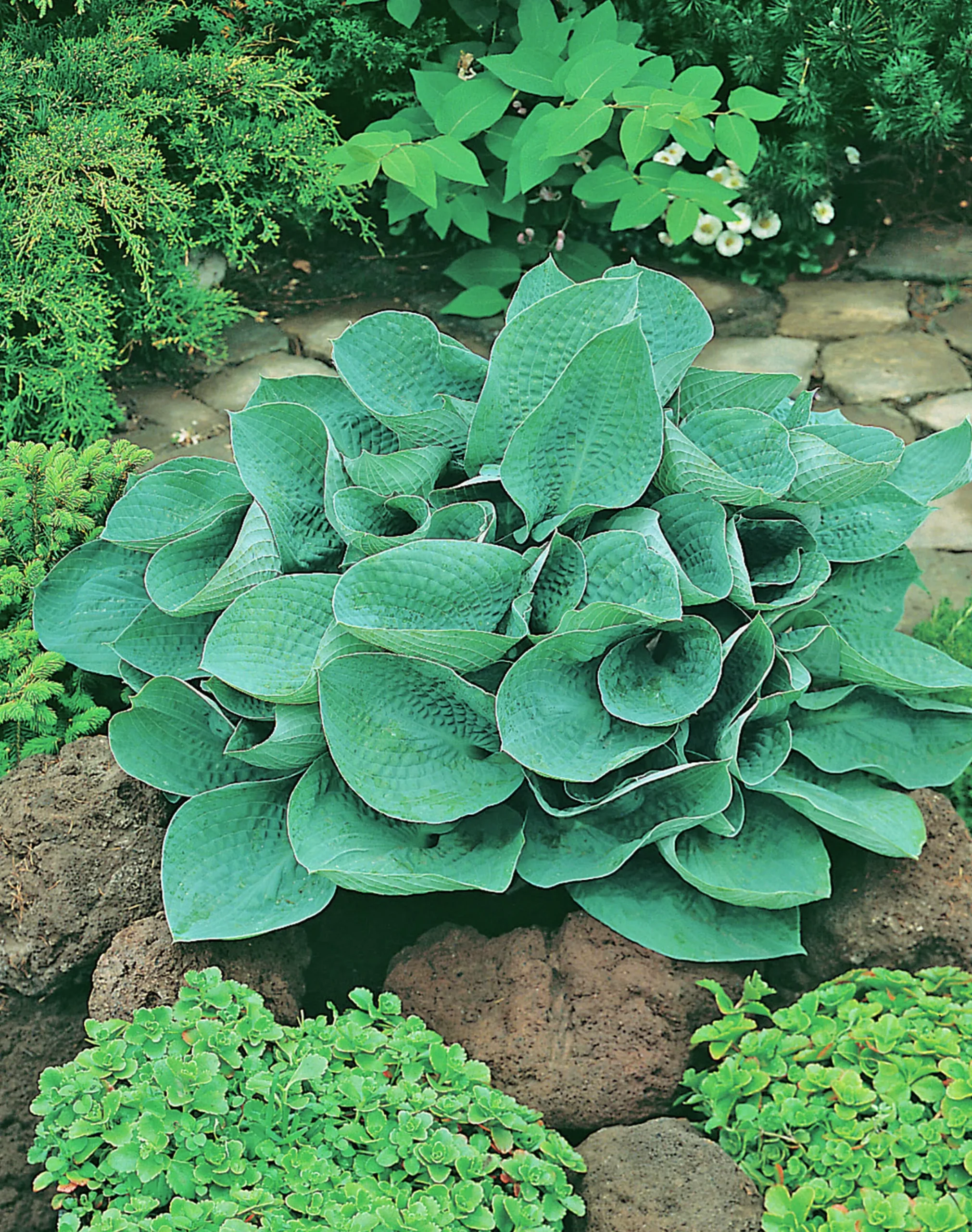 Blomsterfunkia 'Big Daddy'