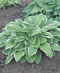 Blomsterfunkia 'Francee'