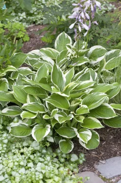 Blomsterfunkia 'Patriot'