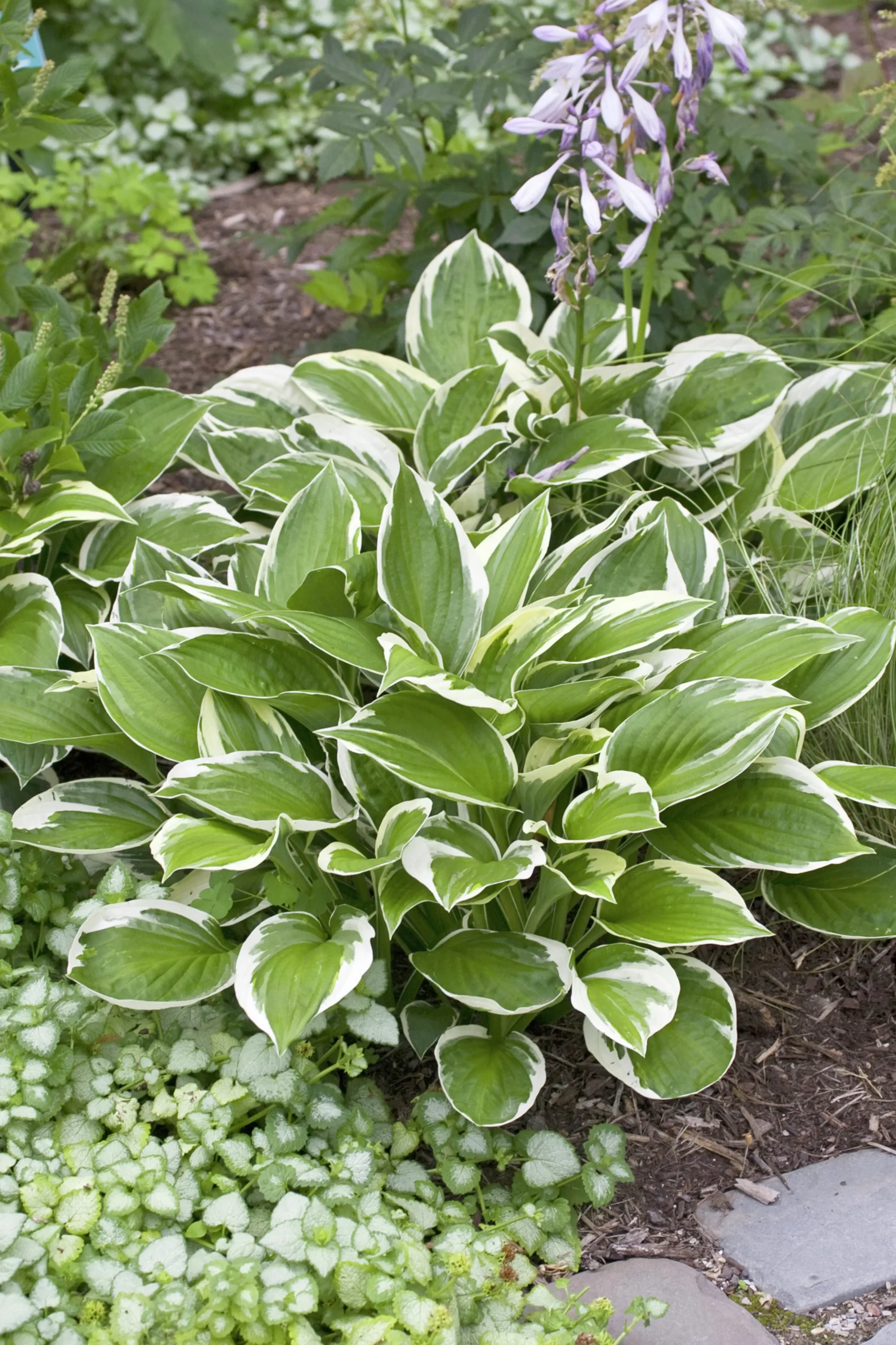 Blomsterfunkia 'Patriot'