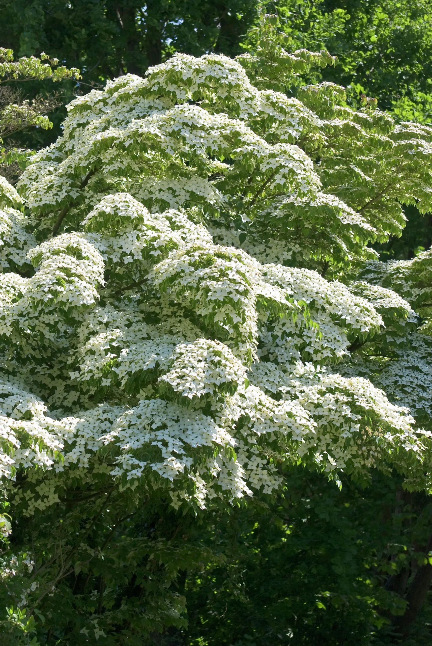 Blomsterkornell Koreansk Krukodlad