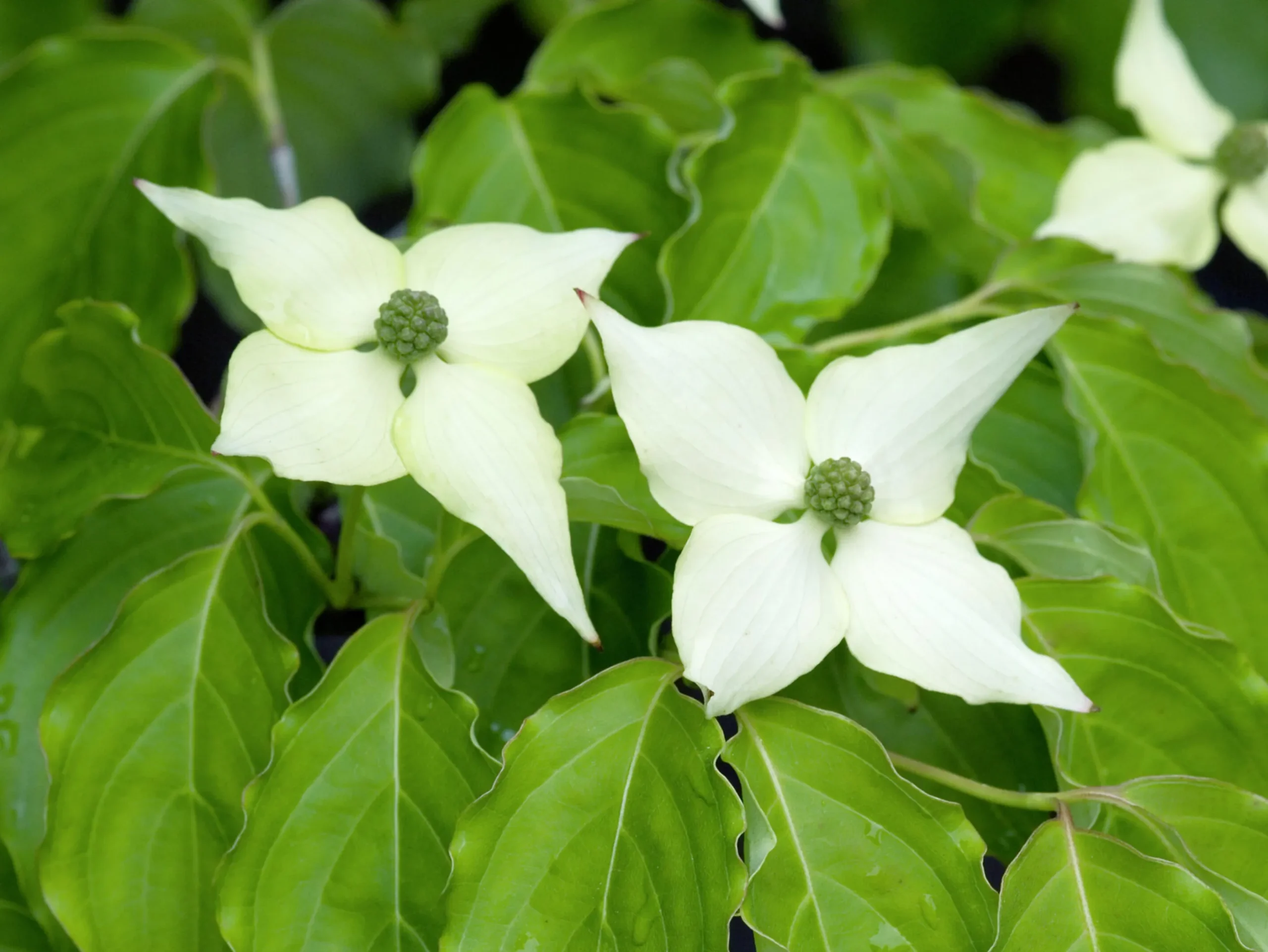 Blomsterkornell Koreansk Krukodlad