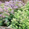 Blomsteroregano Deco 'Pink Purple' i 12cm kruka