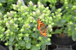 Blomsteroregano Deco 'Pink Purple' i 12cm kruka