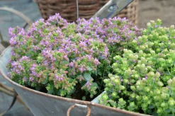 Blomsteroregano Deco 'Pink Purple' i 12cm kruka