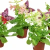 Blomstertobak lat. Nicotiana x sanderae