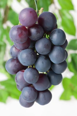 Blå Pinot noir druva 'Blau Burgunder'