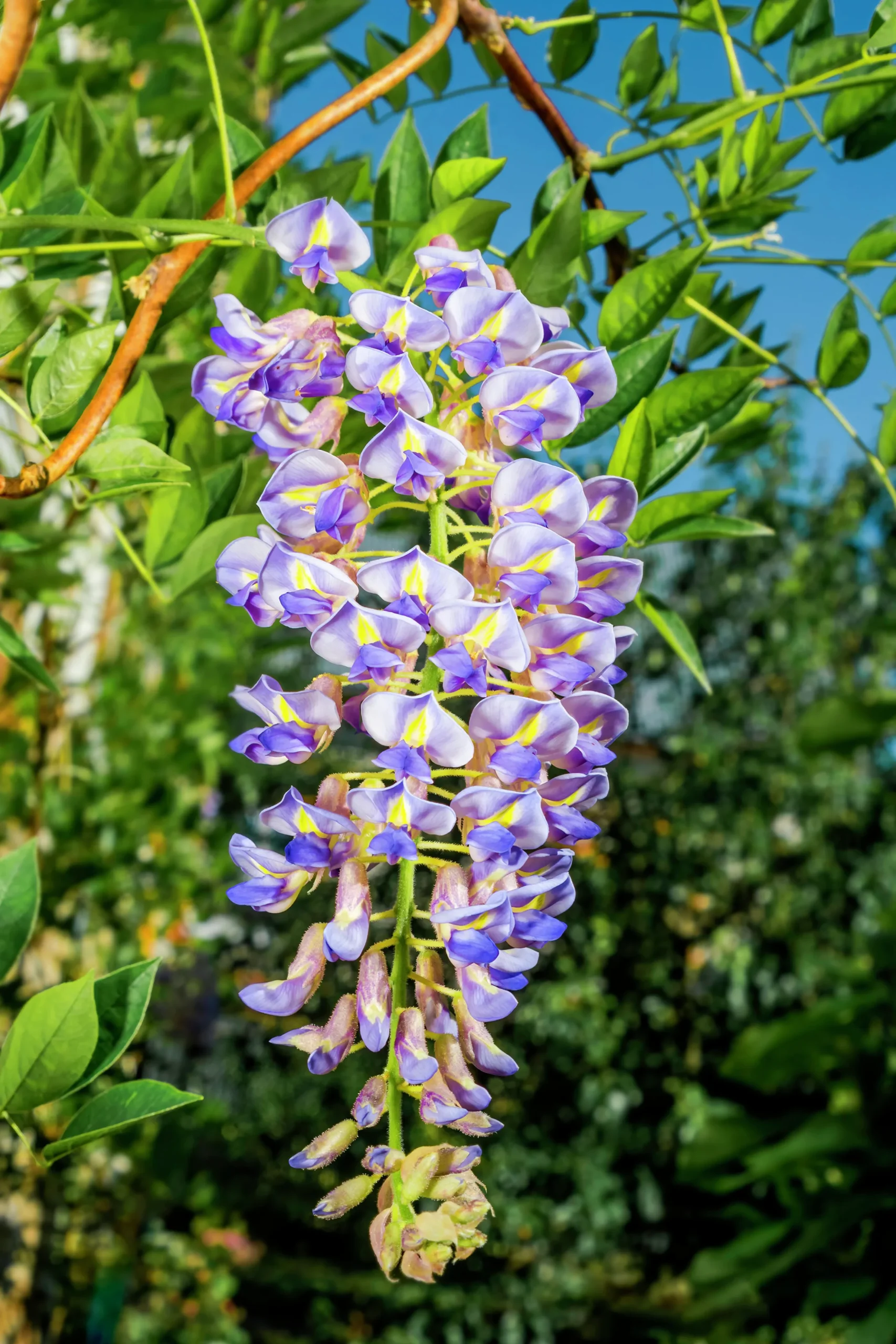 Blåregn Japanskt 'Blue Moon'