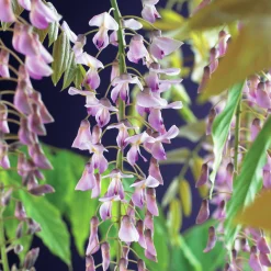 Blåregn Japanskt 'Rosea'