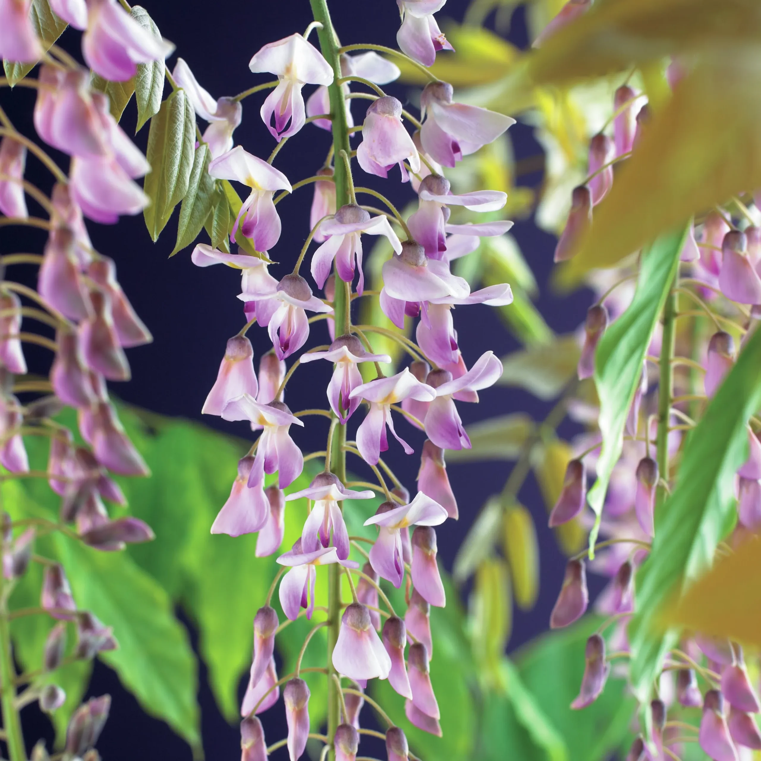 Blåregn Japanskt 'Rosea'