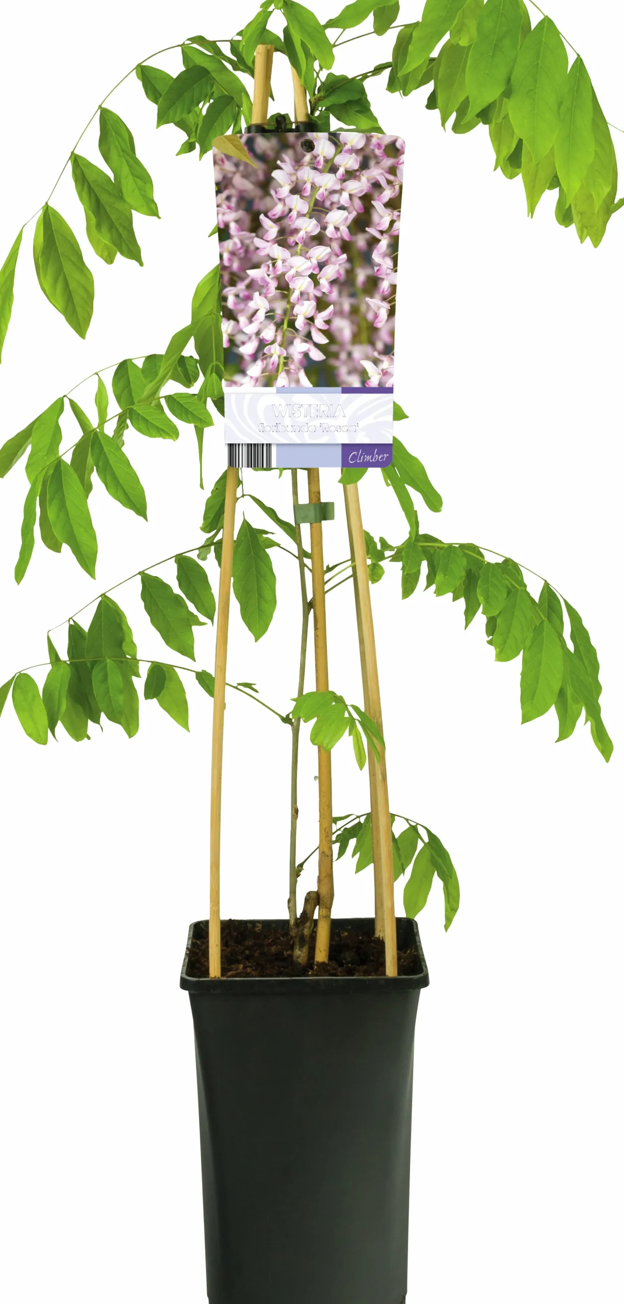 Blåregn Japanskt 'Rosea'