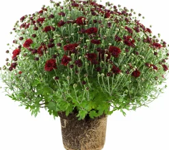 Bollkryss lat. Chrysanthemum x morifolium Mix