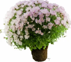 Bollkryss lat. Chrysanthemum x morifolium Mix