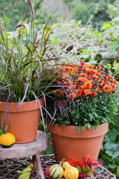 Bollkryss lat. Chrysanthemum x morifolium Mix