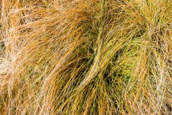 Brandstarr 'Prairie Fire' 2L