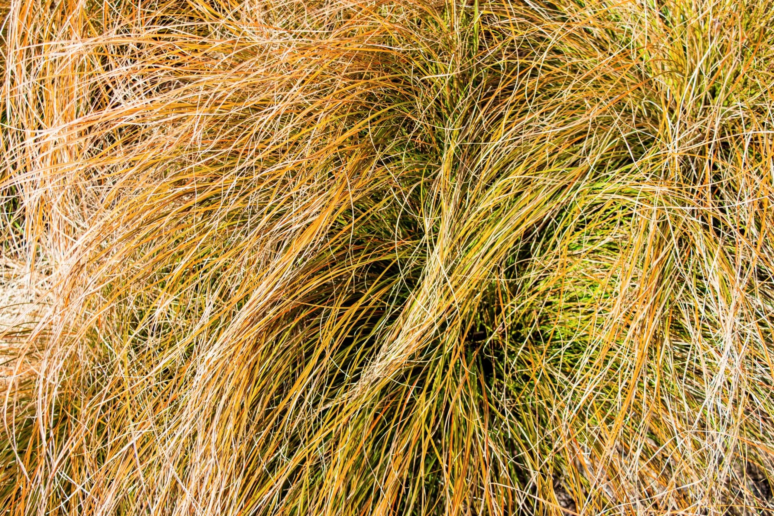 Brandstarr 'Prairie Fire' 2L